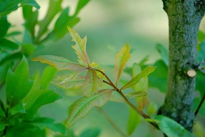 Quercus nigra - dub černý - listy